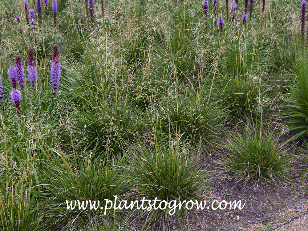 Tufted Hair Grass (Deschampsia caespitosa)  A mass planting growing with some Liatris. (end of July)